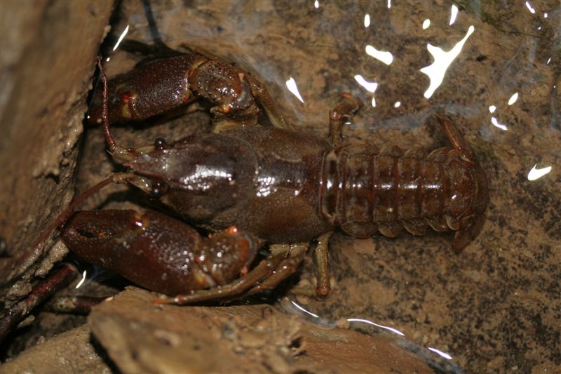 Austropotamobius pallipes